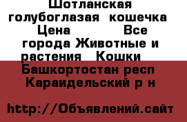 Шотланская голубоглазая  кошечка › Цена ­ 5 000 - Все города Животные и растения » Кошки   . Башкортостан респ.,Караидельский р-н